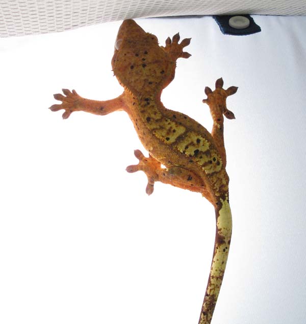 chee the crested gecko