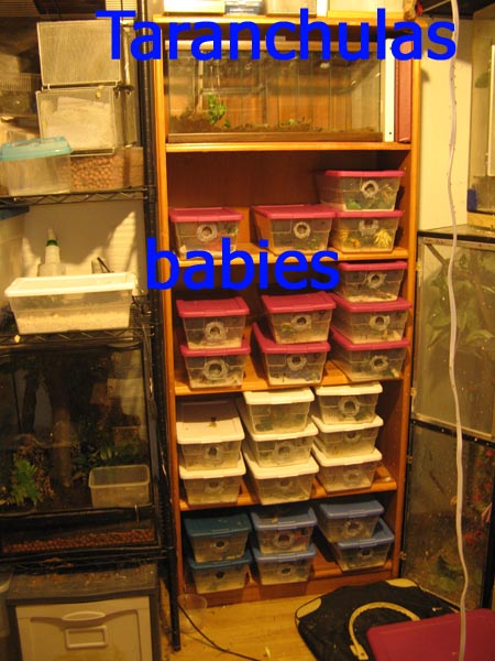 baby boxes